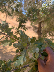 Quercus × jolonensis