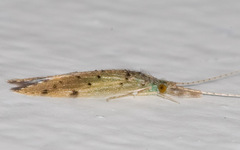 Oecetis