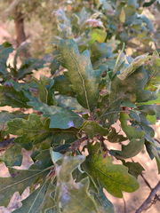 Quercus × jolonensis