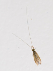 Oecetis