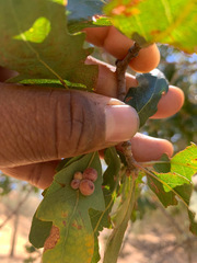 Quercus × jolonensis