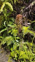 Blechnum lineatum