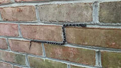 Pantherophis alleghaniensis