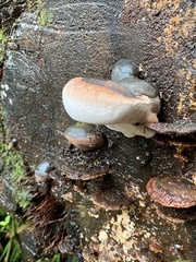 Rhodofomes cajanderi