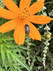 Acmaeodera rubronotata