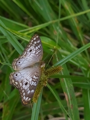 Anartia jatrophae