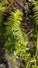 Blechnum lineatum