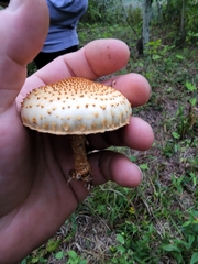 Pholiota squarrosoides