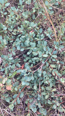 Vaccinium uliginosum