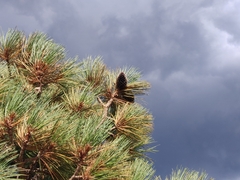 Pinus jeffreyi
