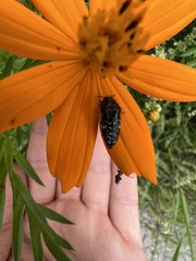 Acmaeodera rubronotata
