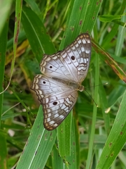 Anartia jatrophae