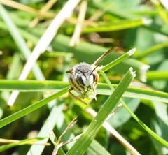 Anthidium oblongatum