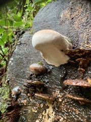 Rhodofomes cajanderi