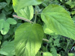 Acalypha