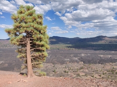 Pinus jeffreyi
