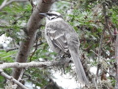 Mimus longicaudatus