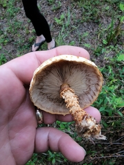 Pholiota squarrosoides