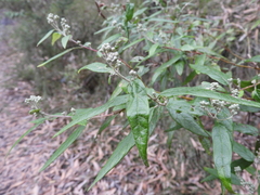 Olearia lirata