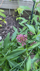 Centranthus ruber