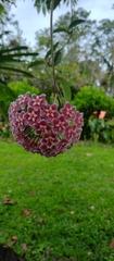 Hoya