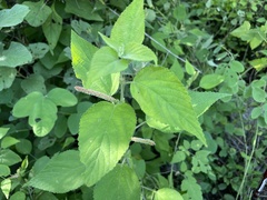 Acalypha