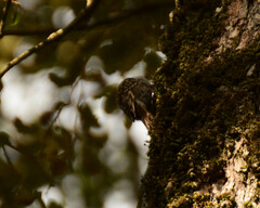 Certhia brachydactyla