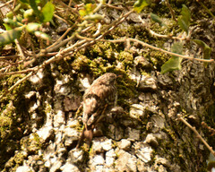 Certhia brachydactyla