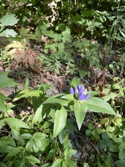 Gentiana clausa