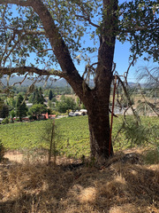 Quercus × jolonensis