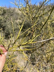 Colletia spinosissima