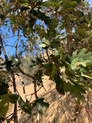 Quercus × jolonensis