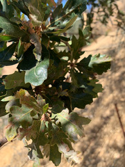 Quercus × jolonensis