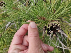 Pinus contorta murrayana