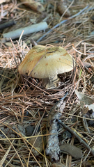 Lactarius deliciosus