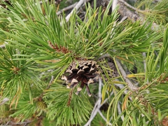 Pinus contorta murrayana