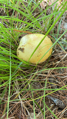 Suillus americanus