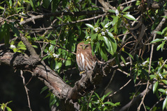 Glaucidium brasilianum