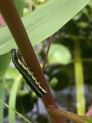 Spodoptera eridania