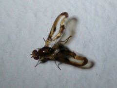Toxonevra muliebris