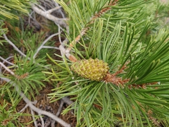 Pinus contorta murrayana