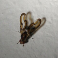 Toxonevra muliebris