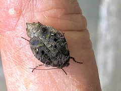 Lacinipolia renigera