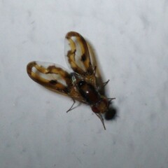 Toxonevra muliebris