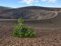 Pinus contorta murrayana