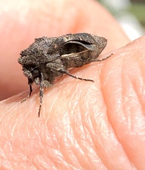 Lacinipolia renigera