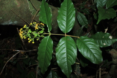 Malpighiaceae