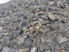 Amaranthus blitoides