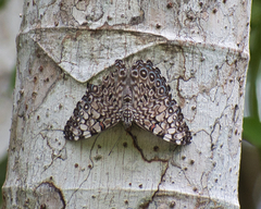Hamadryas feronia