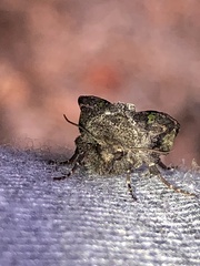 Lacinipolia renigera